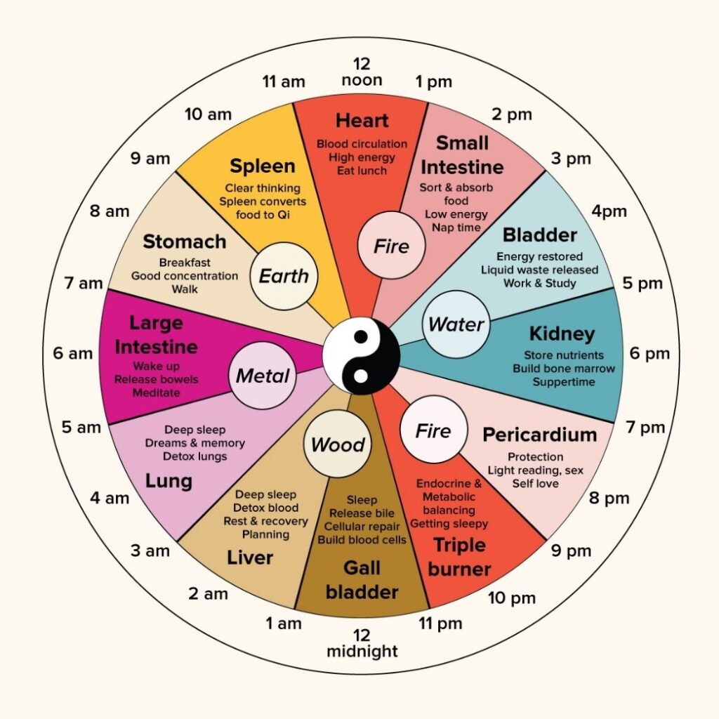 Chinese clock showing what the energy in the body is doing at different times of day in 2 hour blocks